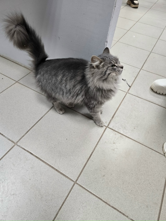 Чей кот/кошла?
Ходит в центре около монетки
Видно,что д?...