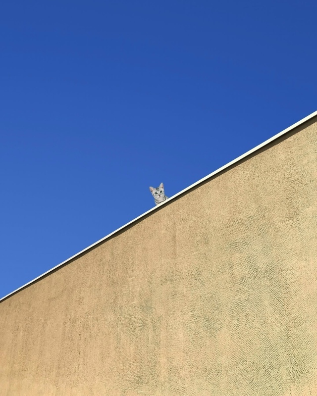 Минимализм и котики.
Ну идеально ❤