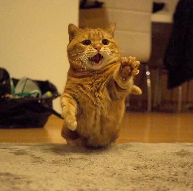 Этот кот заслуживает Оскар!)