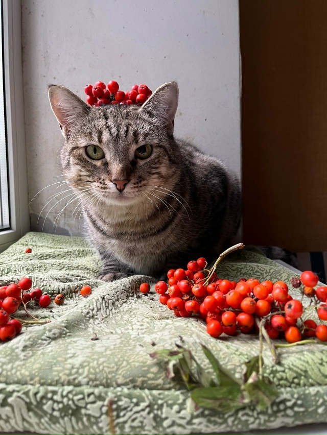 ТОМАС 💙
Барин Томас лежит и мурчит, когда человек к не...