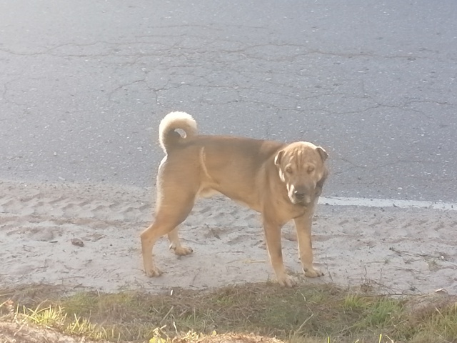 Добрый вечер. Вот такой парнишка приблудился в д. Медве...