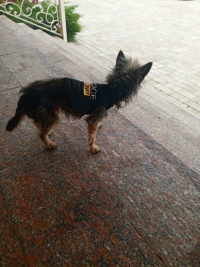 Никто собачку не терял?