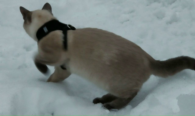 У нас потерялся кот ,  как нет его дома уже 3 недели,. Иск...