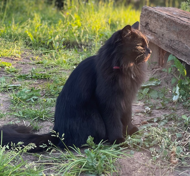Ищем черного кота, на нем розовый ошейник
Район улицы ?...