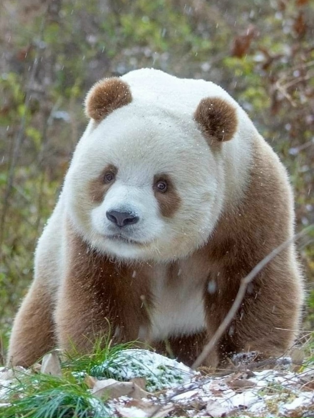 Цисай — не выдумка художника, а настоящая панда, будто ...