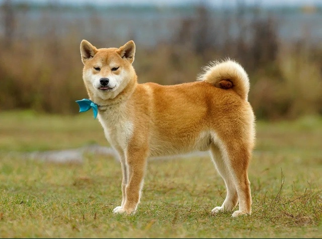 Ищем любящий дом для Доума — очаровательного Сиба Ину ...