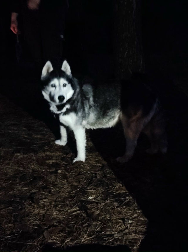 На карьере прибился щенок хаски. Может чей-то потеряшк?...