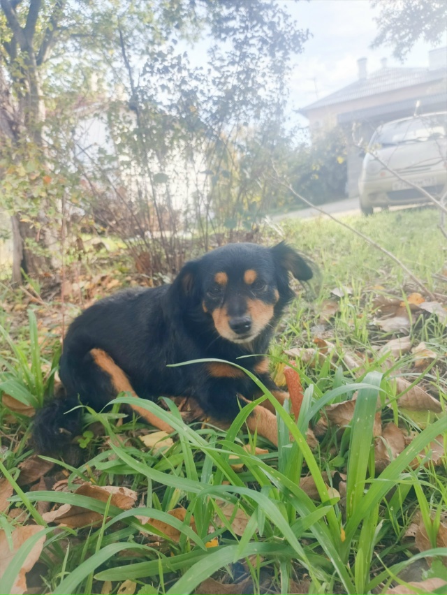 Малыш ищет семью , возраст 1 год , больше расти не будет ,...