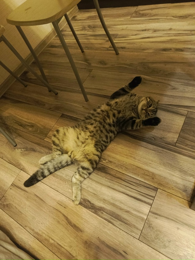 06.08.2025 Потерялся котик (метис британец)!!! г. Отрадное, л/?...