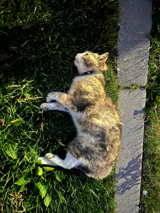 Сбили котика около пятерочки, хозяева просим откликну?...