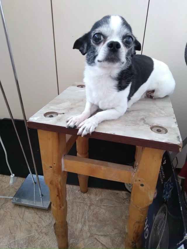 Потерялся вечером 8 окрября, район ул. Больничная /ул. Т?...