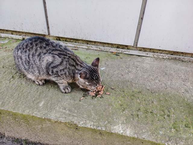 Возле магазина Пятёрочка в Колтушах бегает молодой ко?...