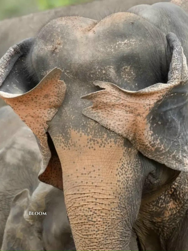 Финалисты конкурса смешных фото дикой природы 2025 — эт?...