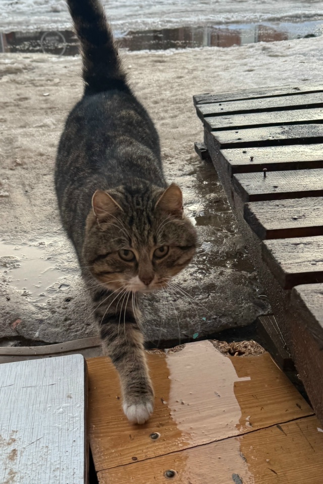 Молодой кот в поисках новых или старых хозяев, очень ла...