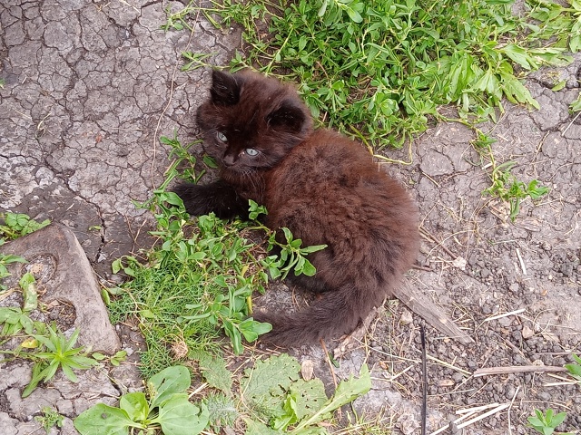 отдам в добрые руки, 1,5 месяца, кушают всё, игривые