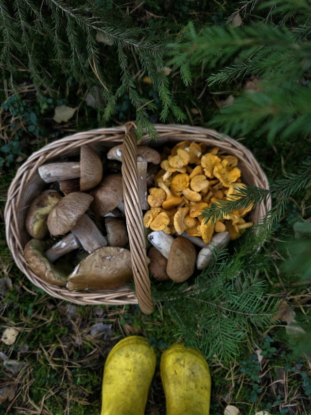 Как думаете есть ли ещё грибы в лесу?
Фото: Ира Мальцев...
