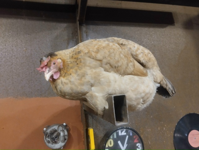 Всем доброго времени суток!
Эту курочку зовут Клюква. ?...