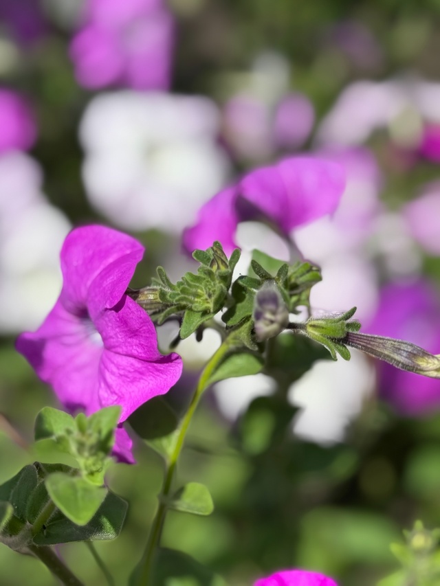 🌸 цветущий Тольятти 🌸
Фото: [id569304542|Ольга Полканова]