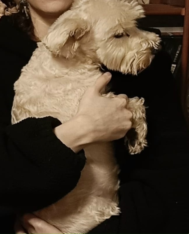 Потерялясь собачка зовут Ася,помогите если что пишите ...