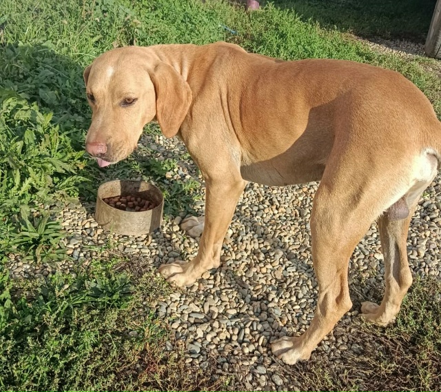 Может кому надо собачку? Очередной подкидыш. Шерсти не?...