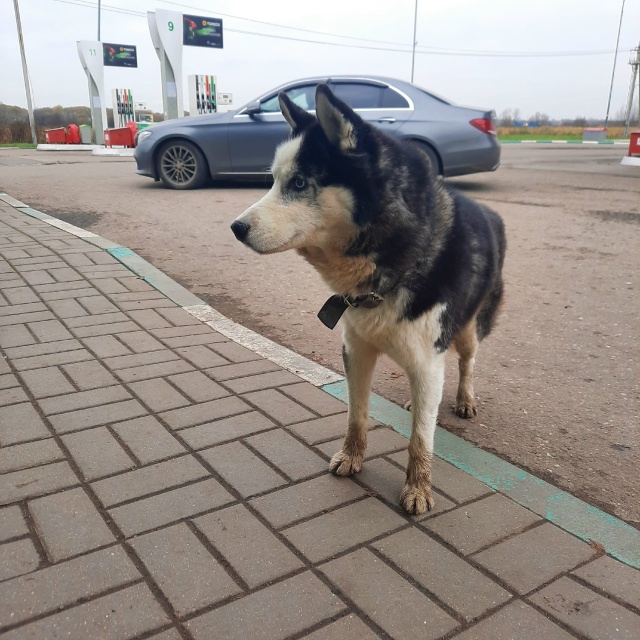 Второй день обитает на Татнефти за Суринским! Посмотри...