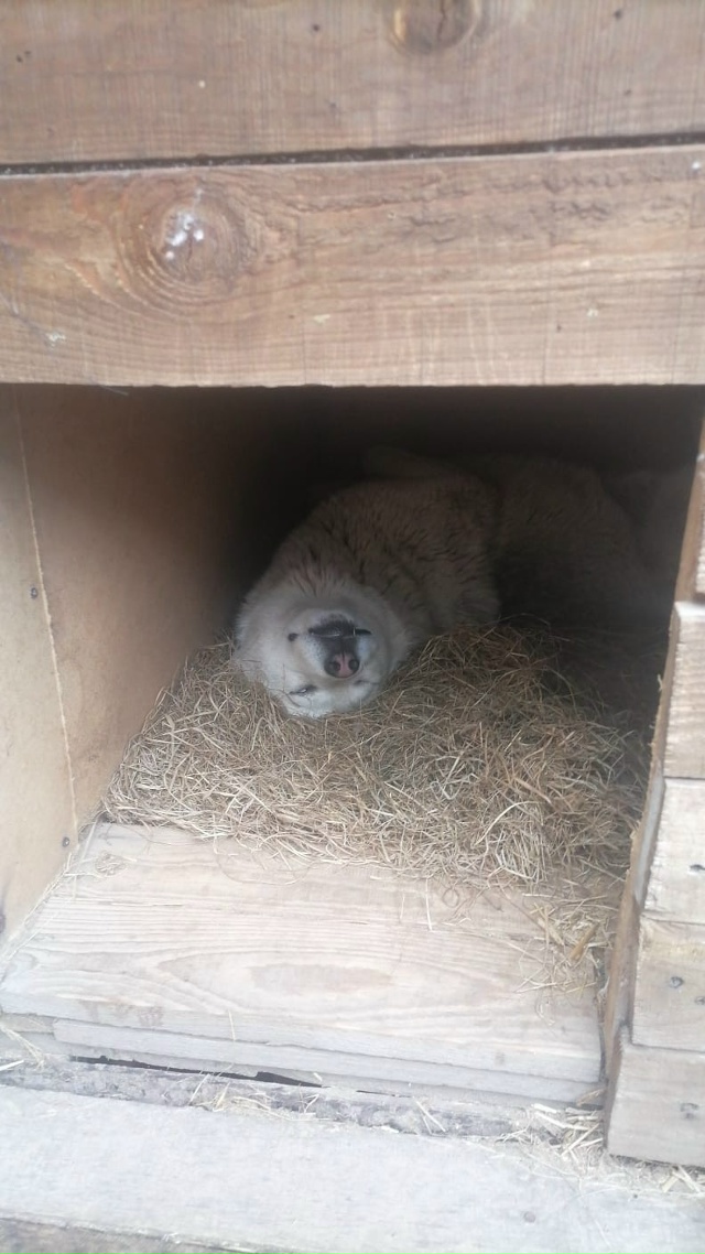 Срочно!!!В Верхнеднепровском пропал кобель маламут по ...