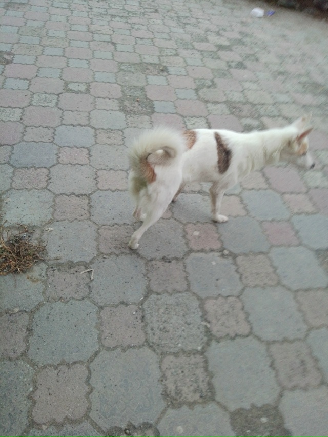 Чья собака, девочка, видно что ухожена, чистая, дружелю?...