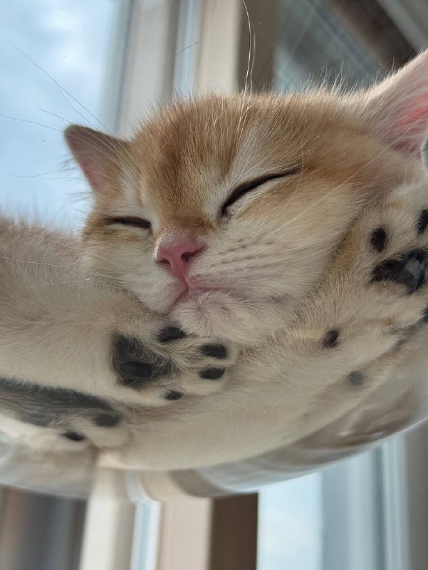 Споть :3
