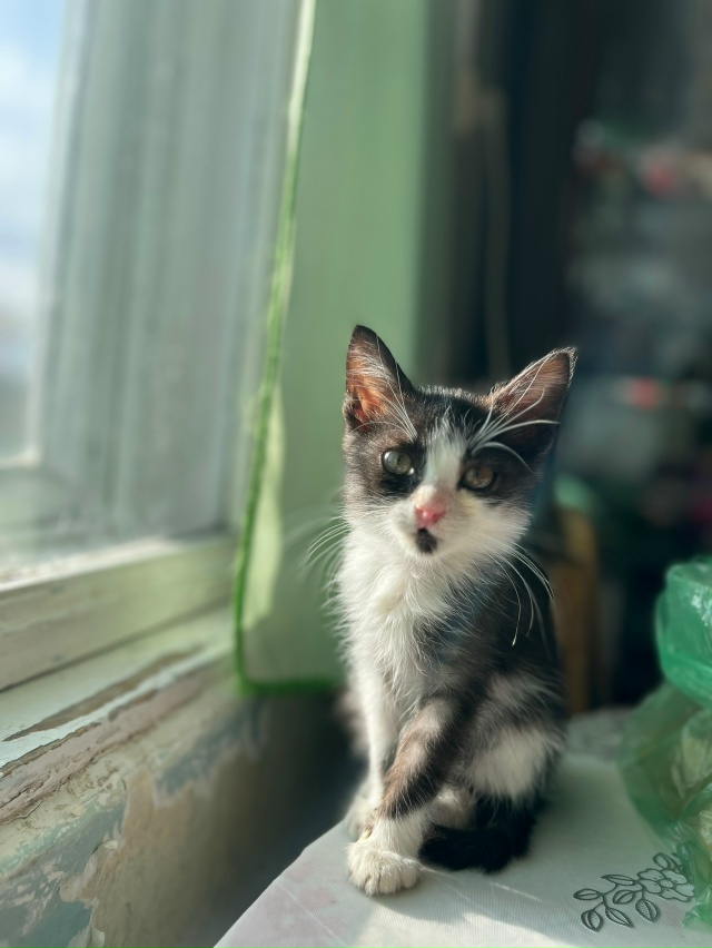 Добрый день!
Отдадим в добрые руки очень ласковую дево...