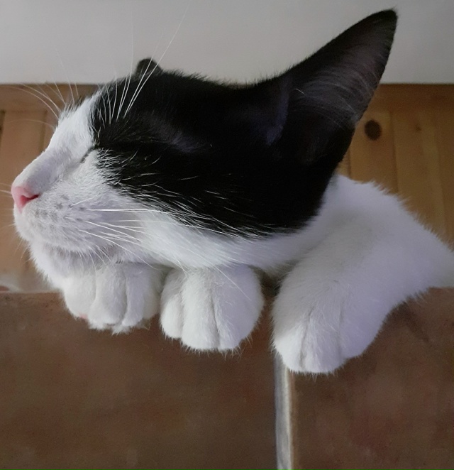 Удобно устроился...
Автор:Маргарита Немкова