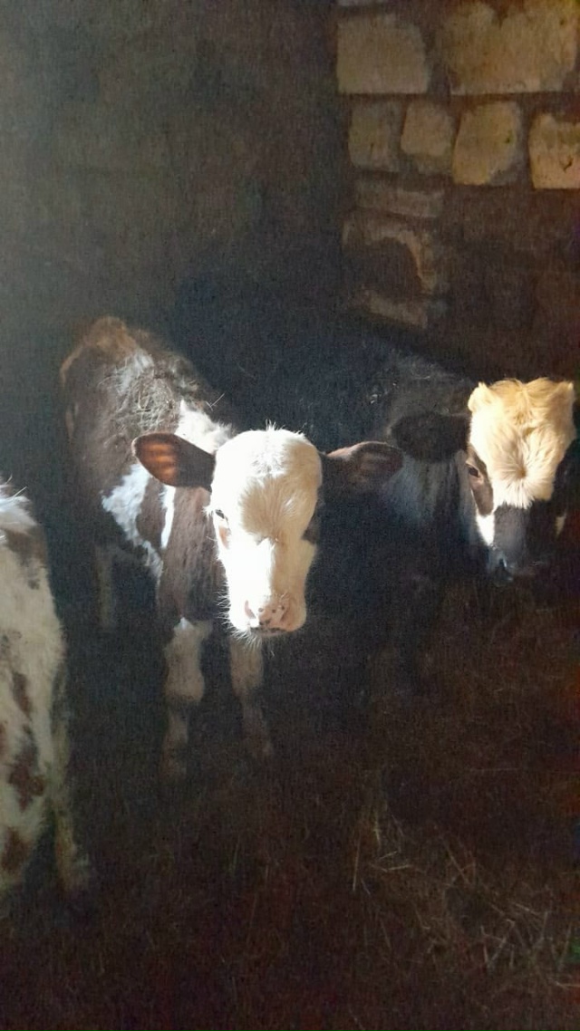 Анон.
Продаются две телочки и два бычка, 4 месяца
Тел:8908...