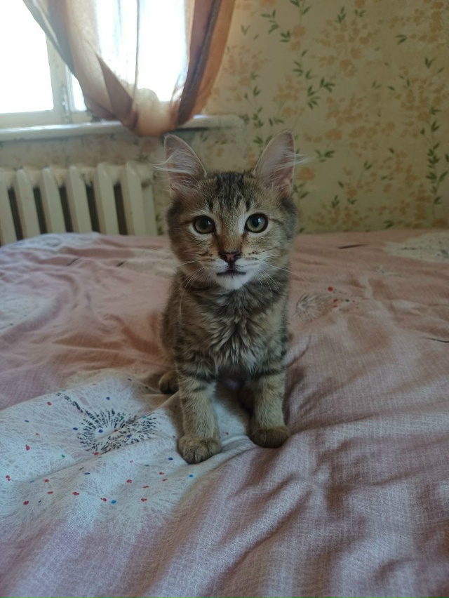 Опубликуйте пожалуйста ? Прекрасный длиннолапый, ло?...