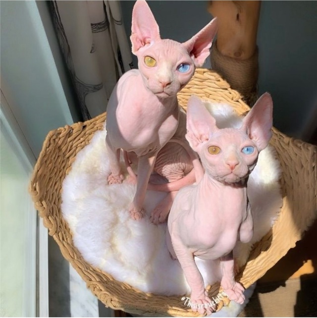 ✅У кошек есть инстинкт гнездования , который является ...