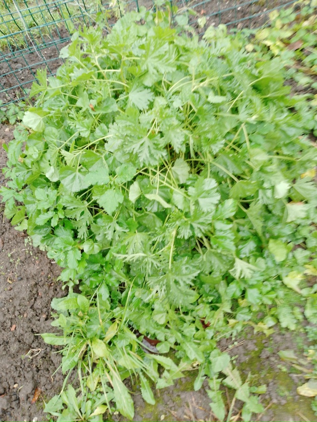 Последний день октября. То, что не цветёт, зеленеет.