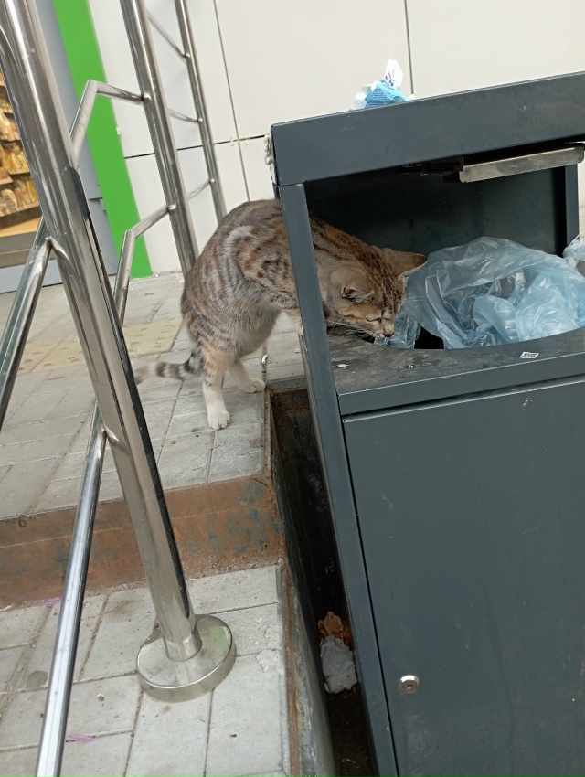 На Ямпольской (у магазина Ярче) ходит молодая кошка или...