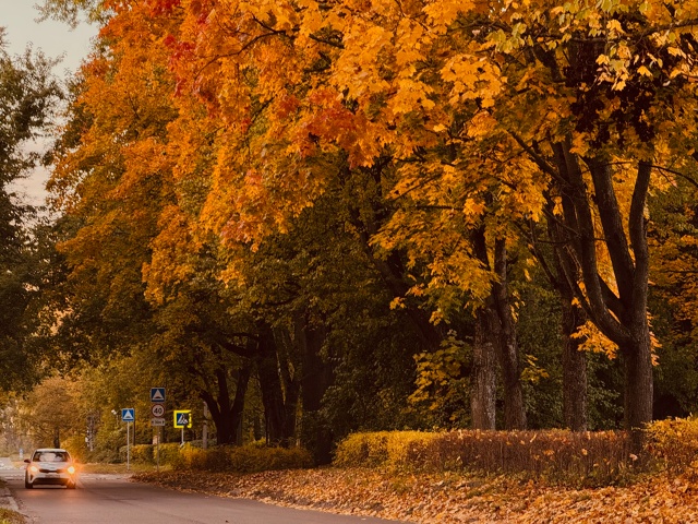 Осень золотая🍁