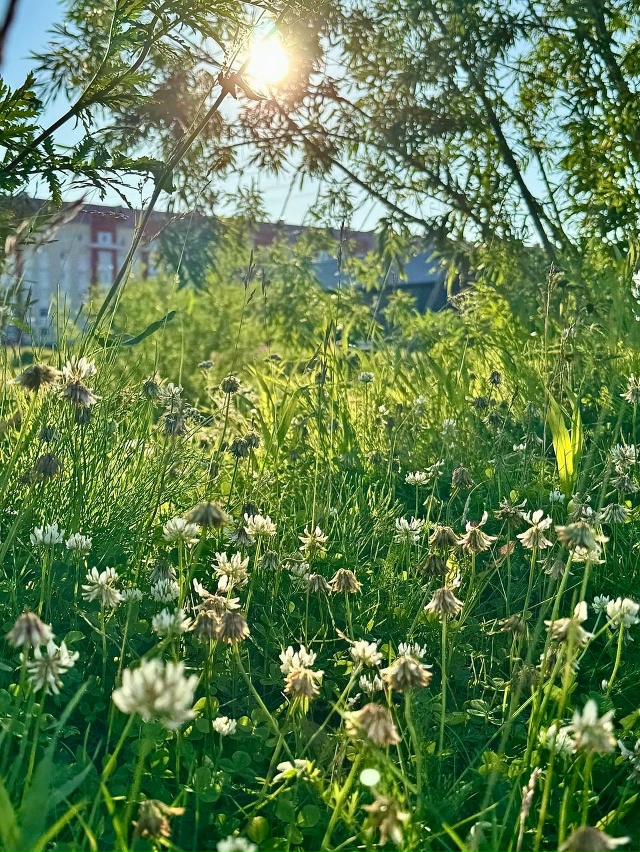 Лето на Севере ❤