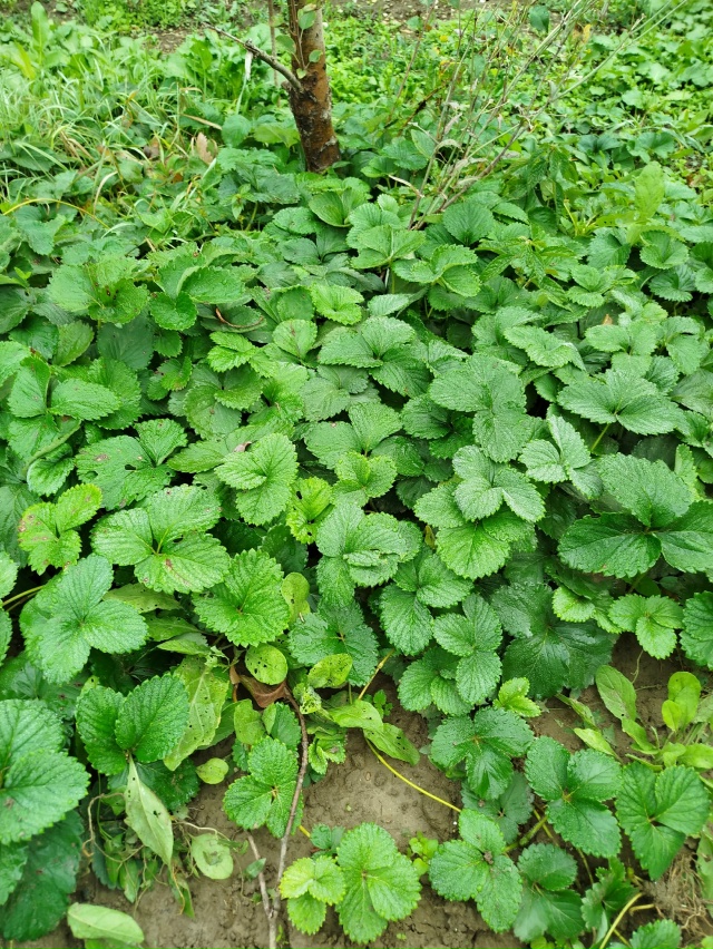 Добрый день! Отдам ремонтантную клубнику. Абинск. Кому ...