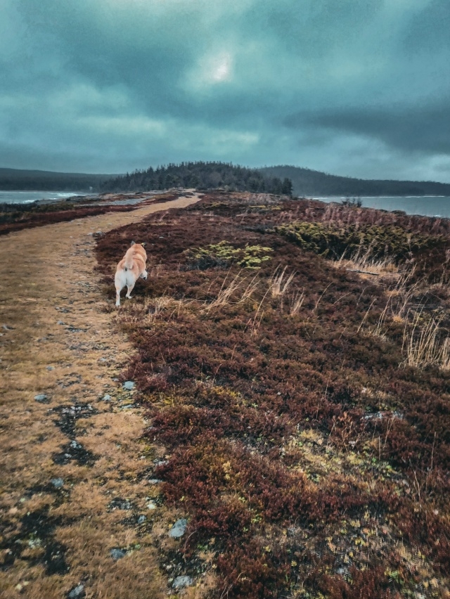 Терский берег в ноябре на фото Ольги Несмияновой❤