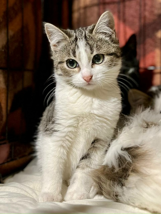 КОТЯТКАМ ищем ДОМ, самый лучший 🏡
Друзья, у нас целая ?...