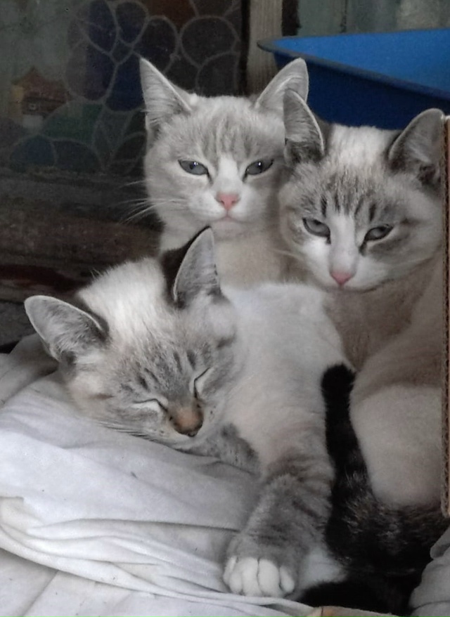 Семейство Беляшей. Сима, Сёма и мама Мотя...