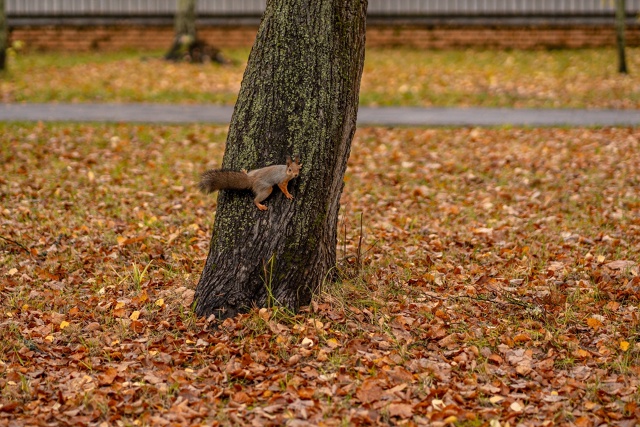 Осенние белочки из Раменского парка 🐿