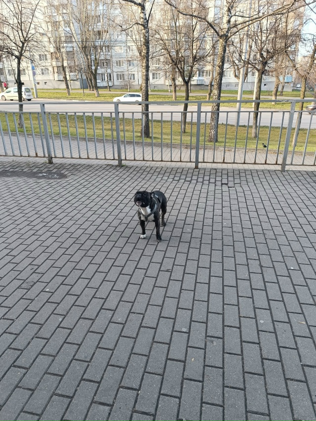 Потеряшка бегает на Октябрьской 97 возле Сбербанка. Зов...