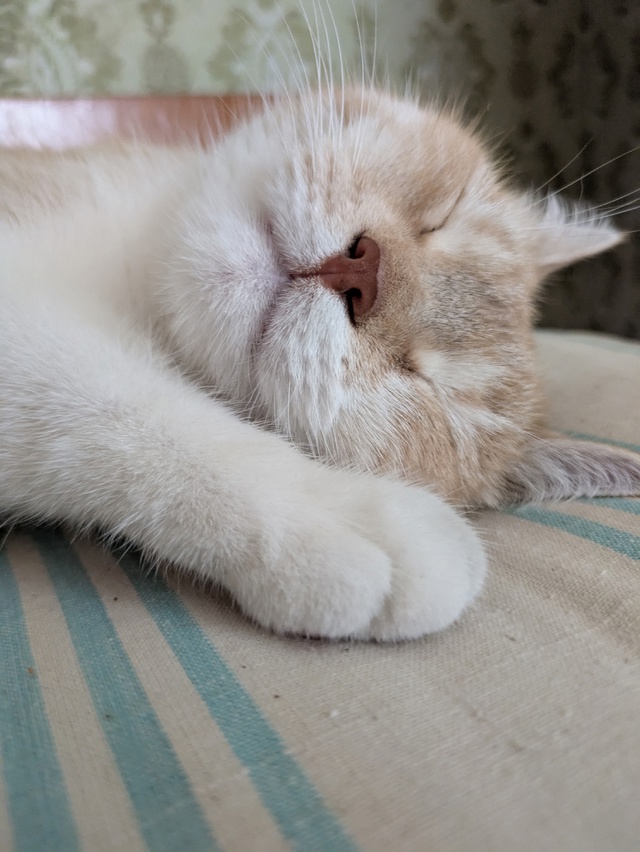 Персивальд 😻