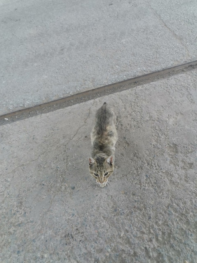 Очень срочно 🚨🚨🚨
На КНП в Балахте появился котик , в...
