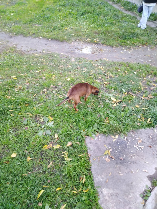 Чей маленький пёсик на Расстанке кушает из кошачьей ко...