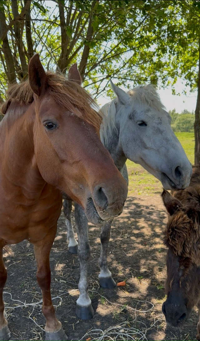 Украли лошадей!!! 05.11.2025 Тульская область,Одоевский рай...