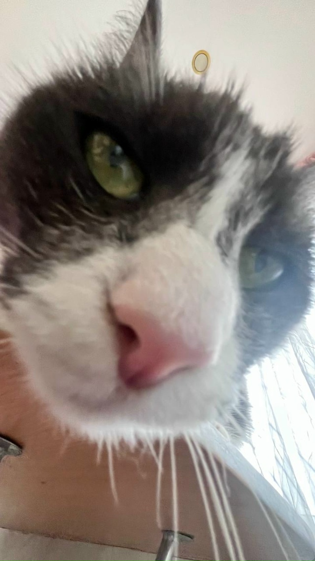 Саманта, найдена на улице, любима и сыта