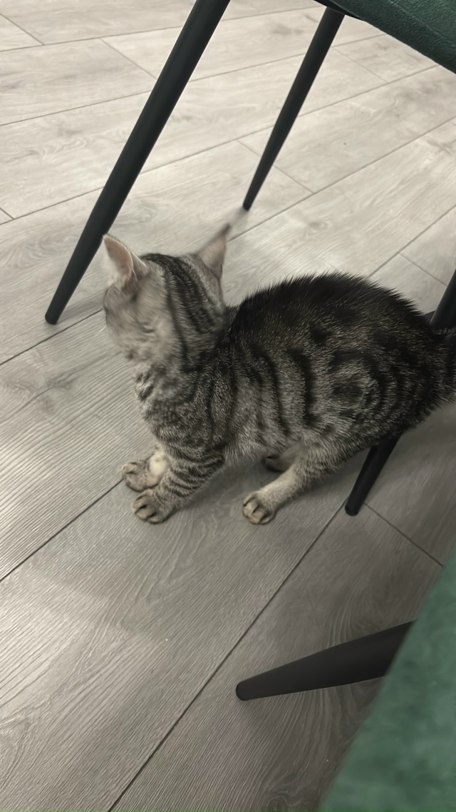 Графит ищет в Можайске новый дом и заботливых хозяев! ...