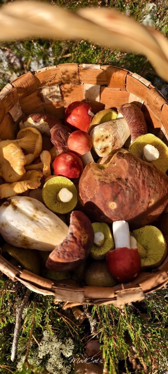 🍄 Грибники Псковской области закрывают сезон тихой о?...